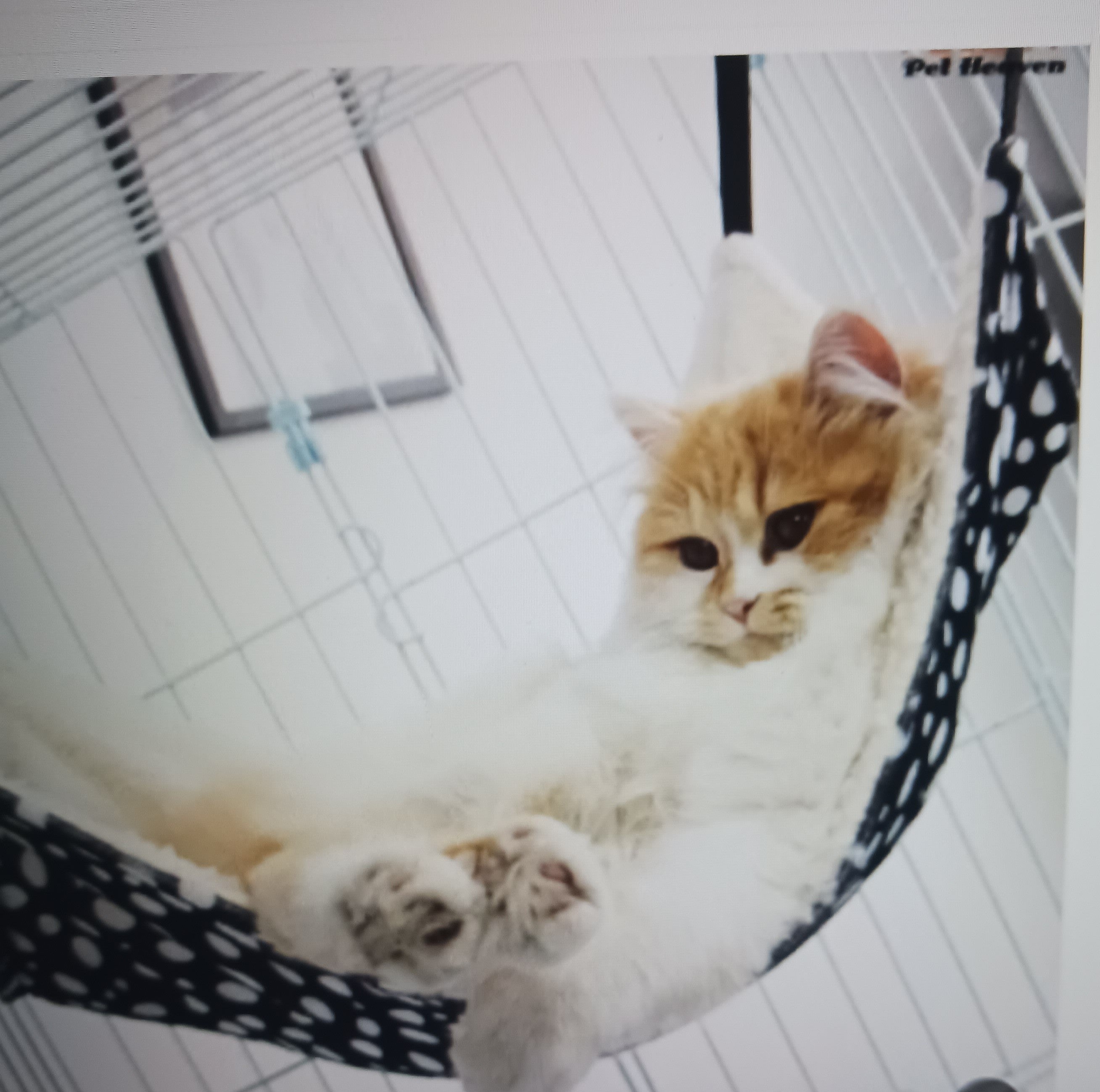 Cat Window Hammock — Suction Cup Sun Perch